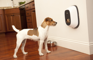 PetChatz HDX Pet Camera Main