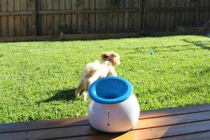 iFetch Automatic Ball Launcher