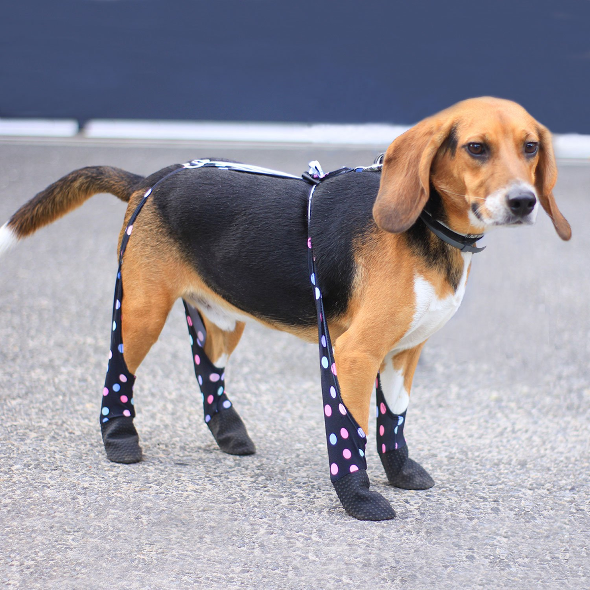 Walkee Paws Waterproof Dog Leggings, Walkee Paws Leggings Review