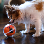 1. Playdate Ball-Camera Pet Toy (1)