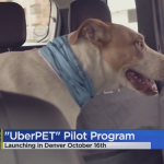 2. Uber Pet Vehicle Option (2)