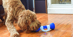 GoBone Interactive Dog Toy