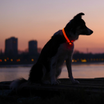 1. Illumiseen LED Dog Collar (1)