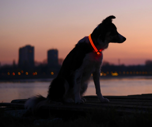 Illumiseen LED Dog Collar