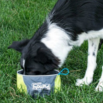 1. Outward Hound Port A Bowl (1)