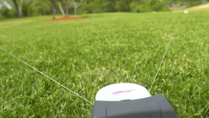 lure coursing