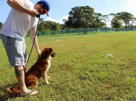 coursing swiftpaws