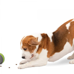 3. PetSafe Kibble Chase (8)