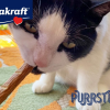 2. Vitakraft Lick ‘N’ Lap Snacks (15)