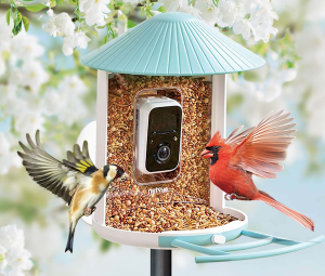 Birdfy Feeder