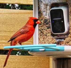 Birdfy Feeder