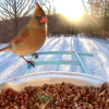 2. Birdfy Feeder (7)