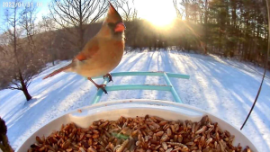 Birdfy Feeder