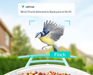 Birdfy Feeder