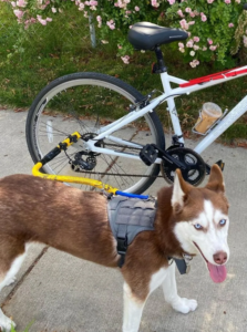 Bike Tow Leash