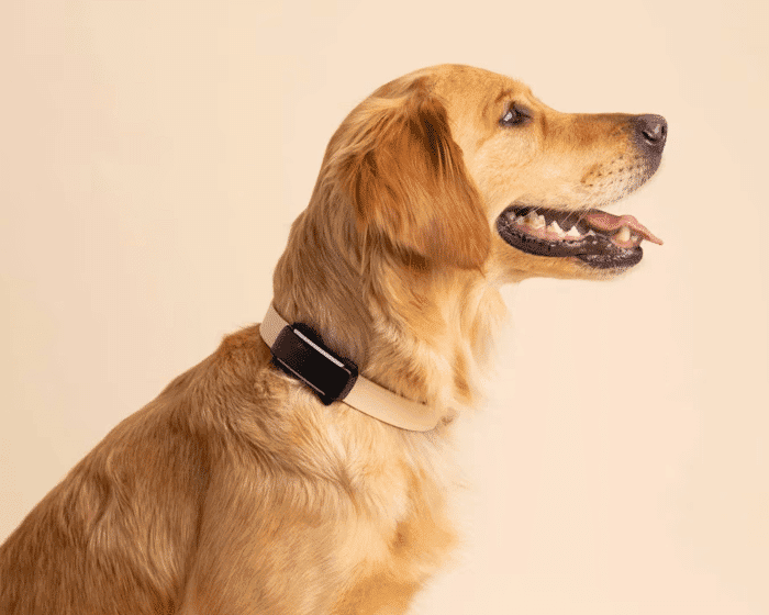 Tractive DOG 6 – GPS Tracker for Dogs w/ Bark & Health Monitoring