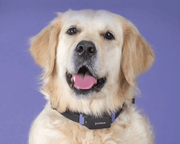 PetPace Smart Collar 2.0 – AI-Powered Health-Monitoring Smart Dog Collar