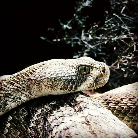 Keep Snakes Away with Atrox Snake Barrier