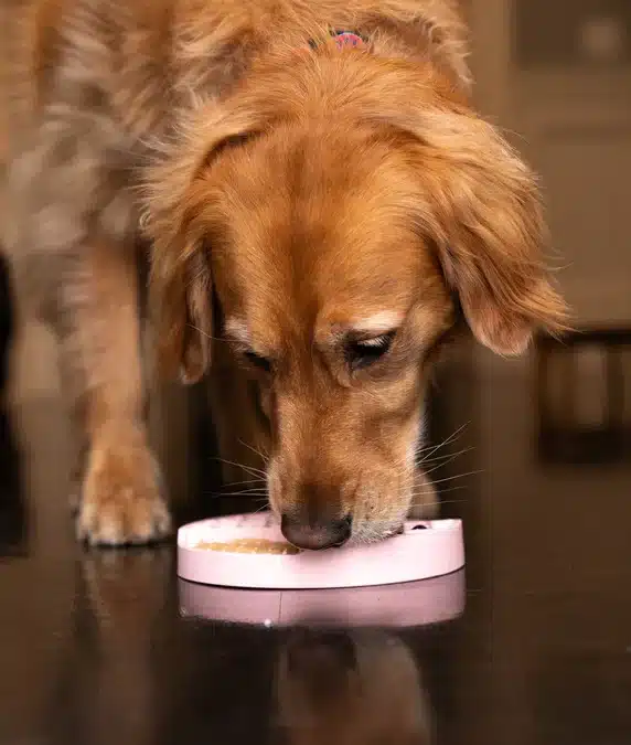 Trot Pets Snack Tray – Multi-Use Feeding Tray for Dogs