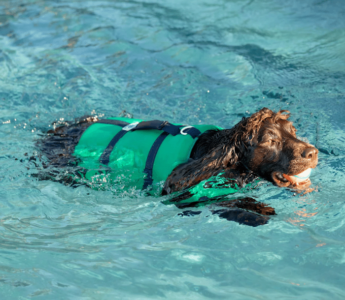 Line + Cleat Dog Life Jacket – Personal Flotation Device for Dogs