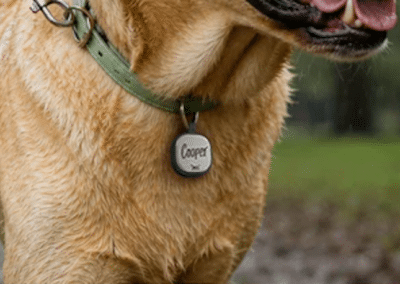 Pebblebee Collar ID | SHOWCASE