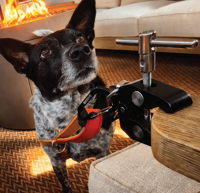 WayCrafted’s GoTether Dog Tethering System Makes Securing Your Dog Easy