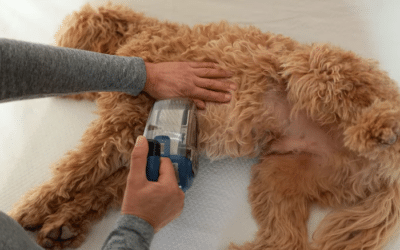DP Nederland ADB Petite Makes Grooming Long-Haired Pets Easier