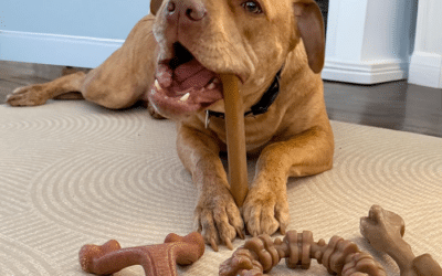 Nylabone’s Dog Chew Products Support Healthy Chewing Habits & Dental Health