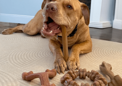 Nylabone Dog Chew Toys & Treats | SHOWCASE
