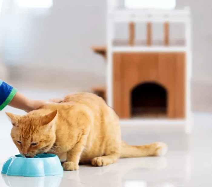 Win World Cat House