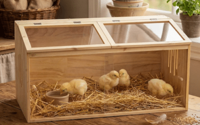 Win World Chicken Brooder Gives Young Chicks a Strong Start